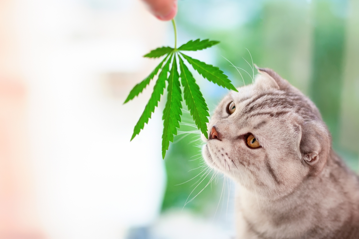 cbd-fuer-katzen