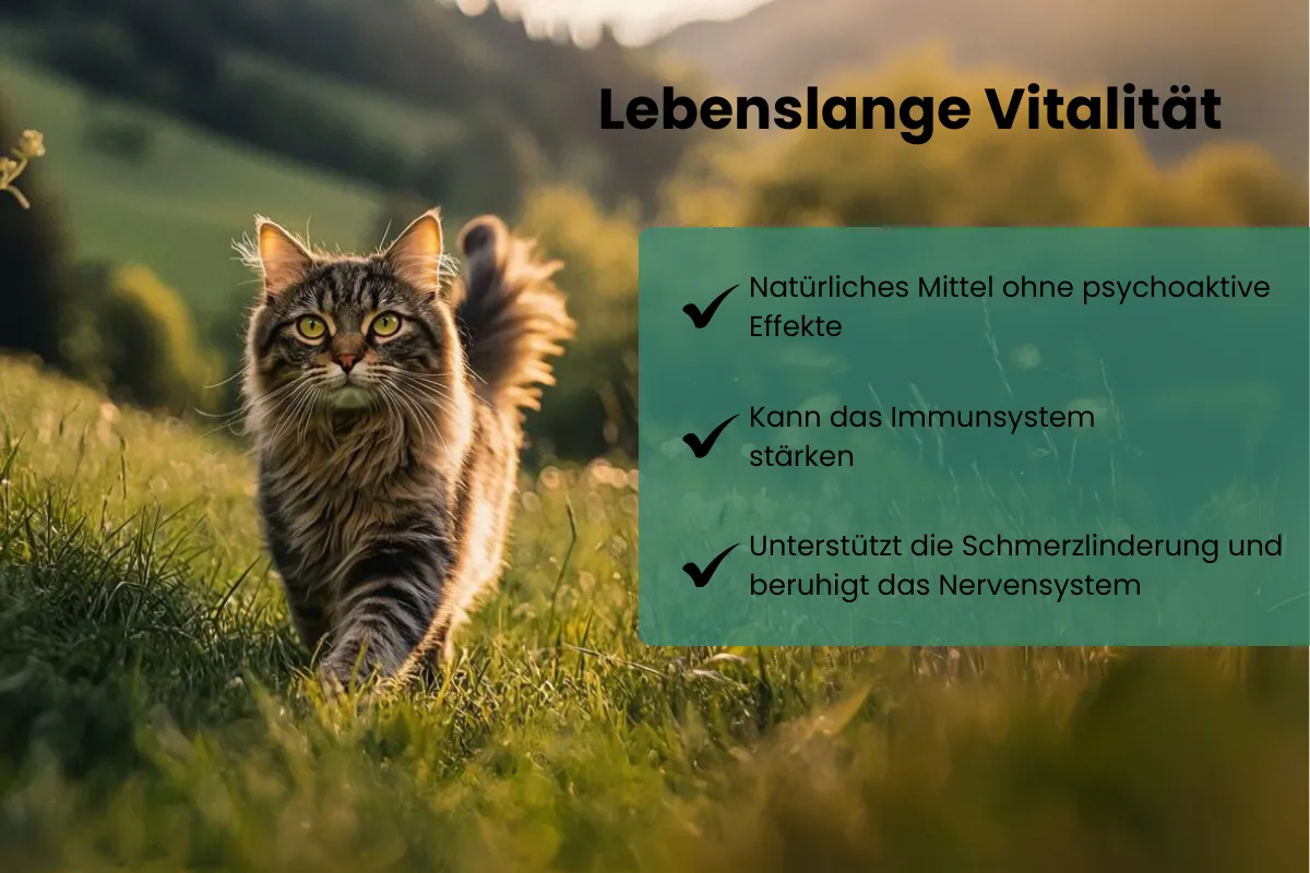 CBD Öl Katzen 5 Prozent Vitalität 600x400