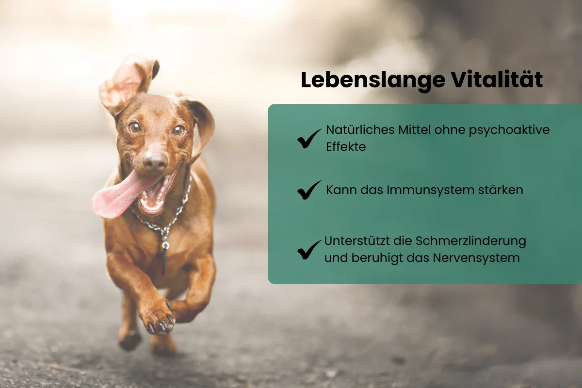 CBD Öl Hunde 5 Prozent Vitalität 600x400